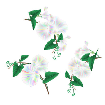 牵牛花多色春花设置在白色背景复古矢量插图可编辑