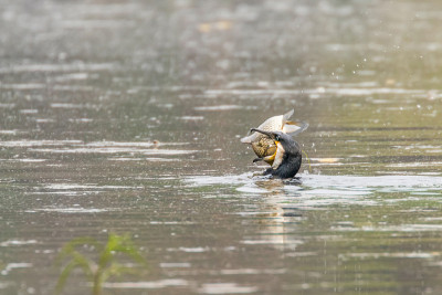大鸬鹚与鱼(Phalacrocorax Carbo)鸬鹚狩猎