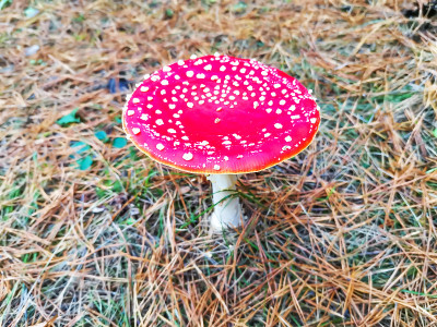 秋天森林中的红鹅膏菌