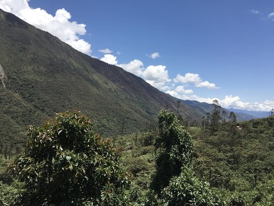 秘鲁马努国家公园景观，室外自然背景为雨林、树木、植物、树叶。绿色自然野生热带景观