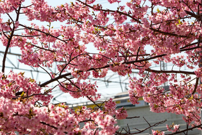 日本东京江户川市，老中川河平井的川崎樱花