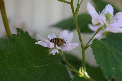 白花里的野蜜蜂