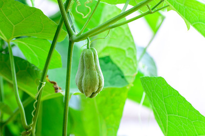 茶果挂在棚架上。