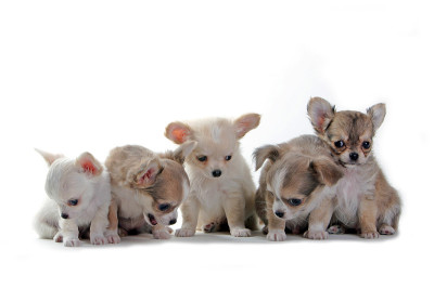 吉娃娃puppies