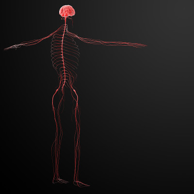 男性神经系统的3d渲染图