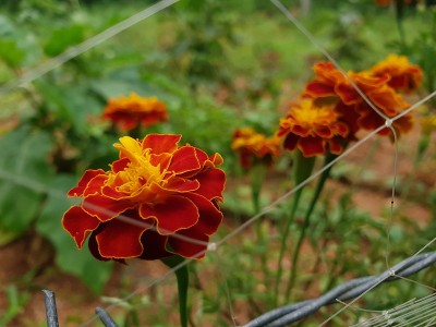万寿菊鲜花