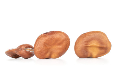 新鲜棕豆分离上白