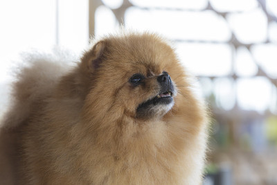 漂亮的博美犬斯皮兹画像