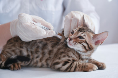 兽医给小猫接种疫苗。皮下注射。治疗。冠状病毒疫苗接种。预防和保护的概念。