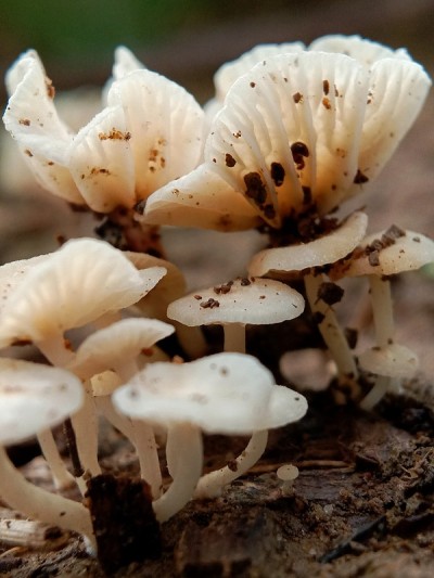 罗迪多米斯·罗里杜斯·|蘑菇