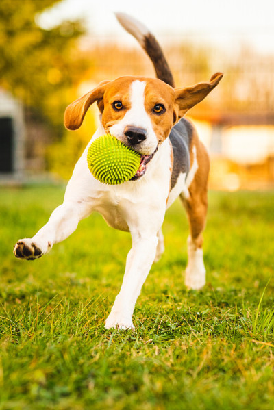 小猎犬带着绿色的球在花园里跑向摄像机。