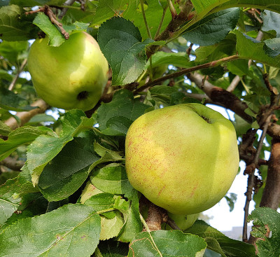 角汉堡煎饼，苹果，家蝇