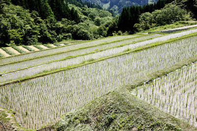 栃倉 rice terraces
