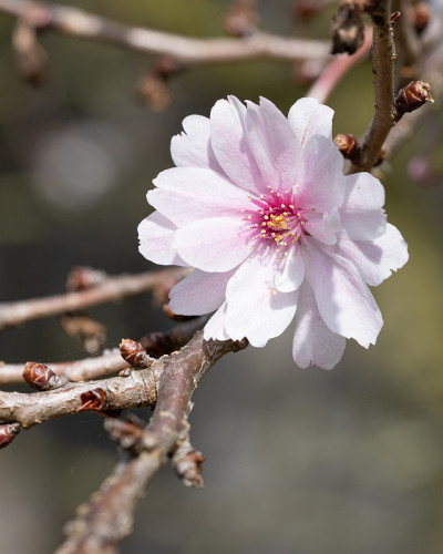 彼岸樱（Prunus subhirtella）