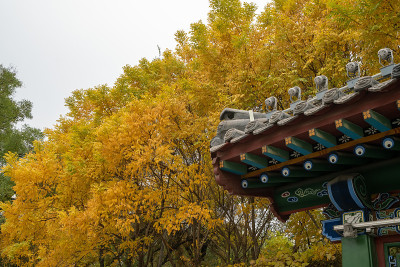 秋天的金叶和古建筑的阁楼在公园里