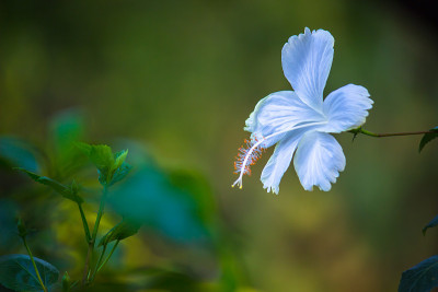 在印度的一个公园里，芙蓉花在春天盛开