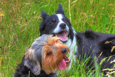 牧羊犬和小猎犬。