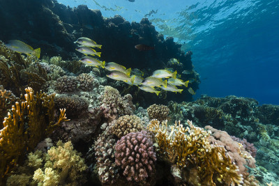 红海中的黑斑瓢虫和水生生物。