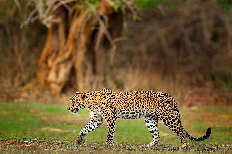 行走的斯里兰卡豹，Panthera pardus kotiya。大斑点野猫在自然栖息地，亚拉国家公园