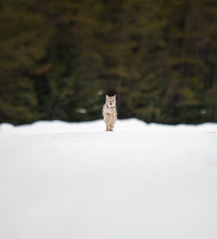 加拿大山猫