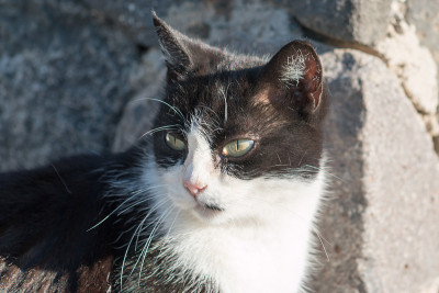 街猫