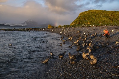 太阳升起，在温暖的阳光下，一群年轻的南极海狗(Arctocephalus gazella)和一名探险