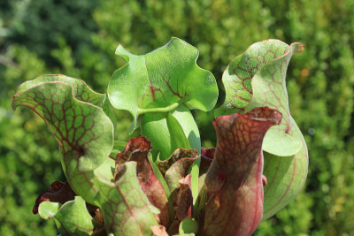 喇叭猪笼草(Sarracenia Sp.) -食肉植物特写