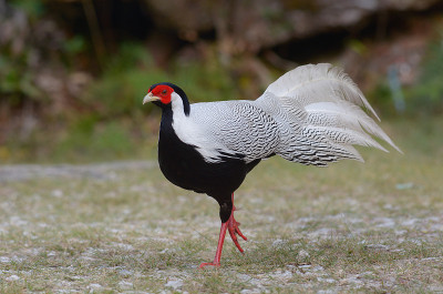 银雉，雄;Lophura nycthemera