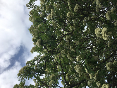 2018年5月，花落花落