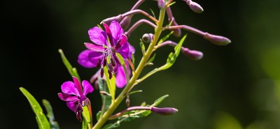 柳叶-沙柳。开花的莎草。紫色的高山杂草。epilobium花