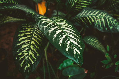 花叶万年青属植物。