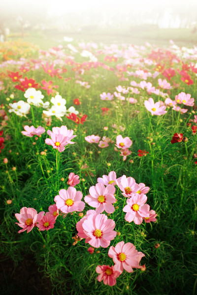 美丽的花领域