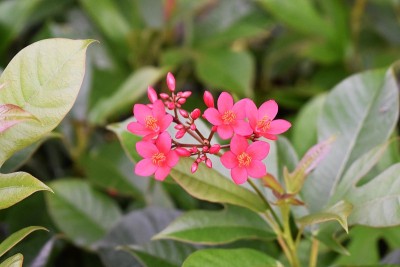 荆棘花冠
