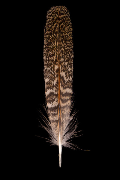 灰鹧鸪(Perdix Perdix)
