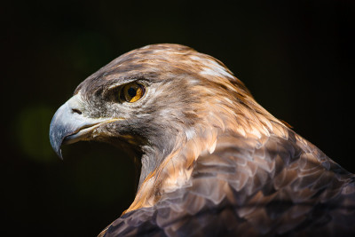 金鹰(aquila chrysaetos)