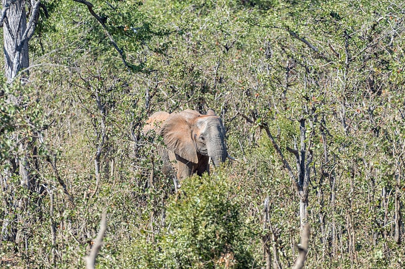 在莫帕尼森林里的非洲象，Loxodonta africana