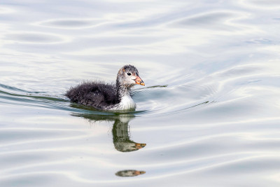 欧亚白骨鸡(Fulica atra)游泳