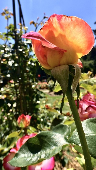 玫瑰花蕾黄红