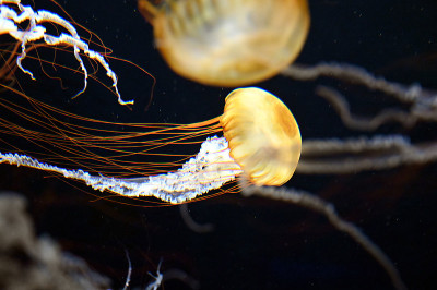 在水族馆游泳的太平洋海荨麻