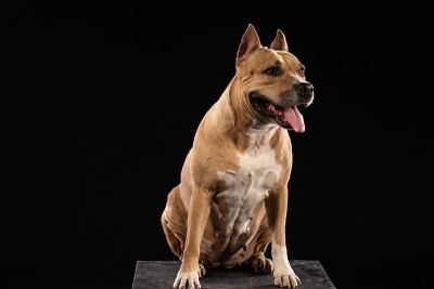 美国红色比特犬。