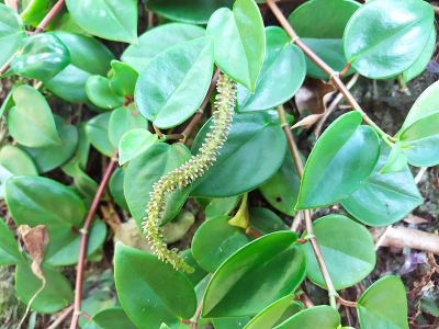 豆瓣绿属植物花瓶