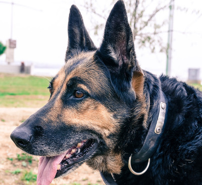 德国牧羊犬。
