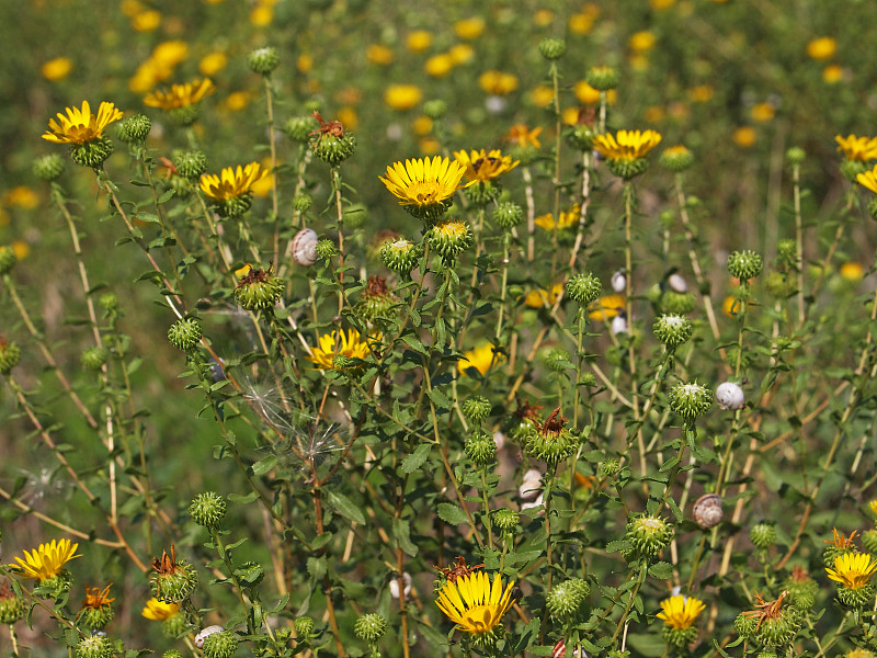 黄色的花卷杯gumweed在一个领域，Grindelia squarrosa