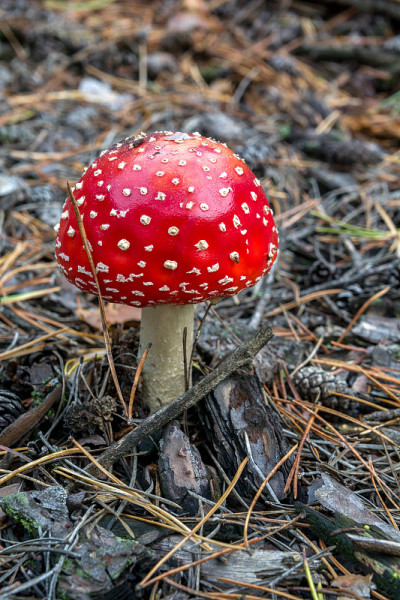 鹅膏毒蘑菇