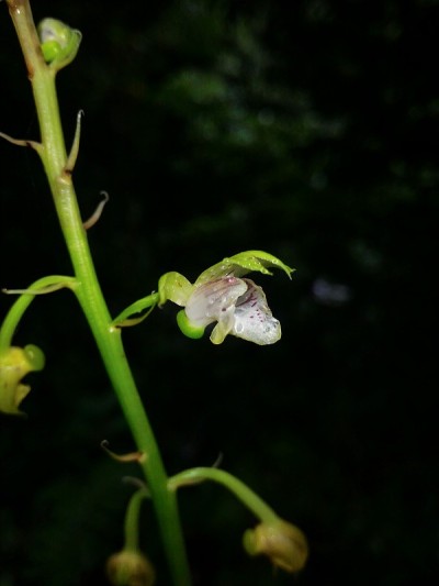 Eulophia pulchra。从斜视图的花的关闭