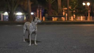 流浪狗在夜里站着看路