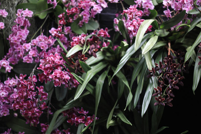 兰花orchid-pink