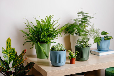 时尚的绿色植物的家庭花园室内在客厅的白色背景墙。现代家庭花园室内。家庭园艺的概念。