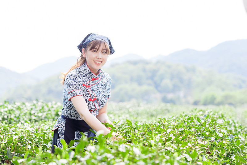 种植园里的亚洲漂亮采茶姑娘