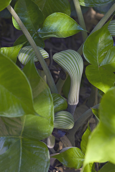 眼镜蛇百合植物的特写图像